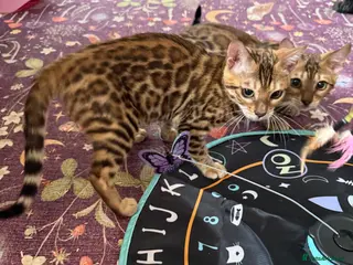 Bengal cats Stunning 🩷 TICA 🐆 Bengal kittens 💙 - Advert 2