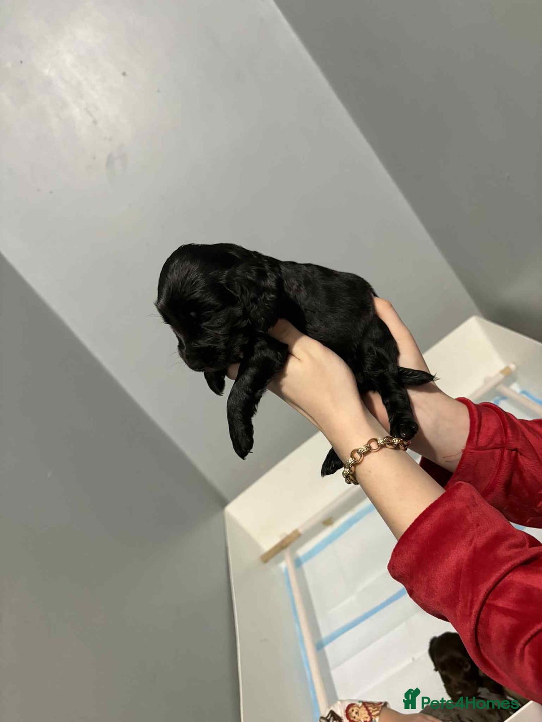 Cockapoo dogs for sale: 4 boy cockapoo puppies  - Advert 5