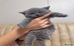 British Shorthair cats for sale: Adorable british shorthair kittens - Image 8