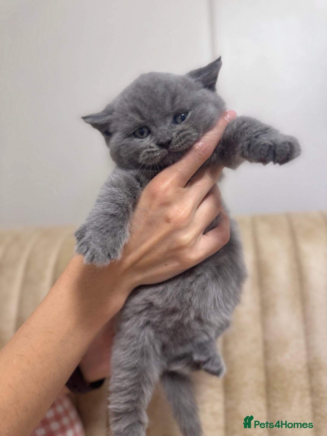 British Shorthair cats for sale: Adorable british shorthair kittens - Image 8