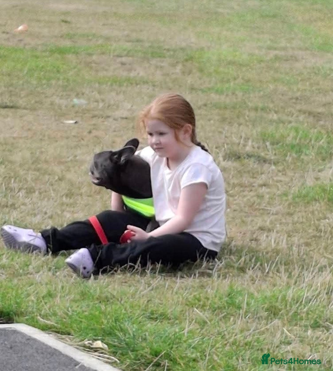 French Bulldog dogs for sale: Beautiful frenchie - Advert 4