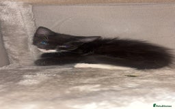 Maine Coon cats for sale: British Short Hair cross B&W Female Kittens❤️ - Image 4