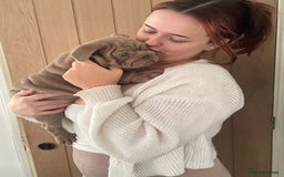 English Bulldog dogs for sale: World class English bulldogs / reduced  - Image 9