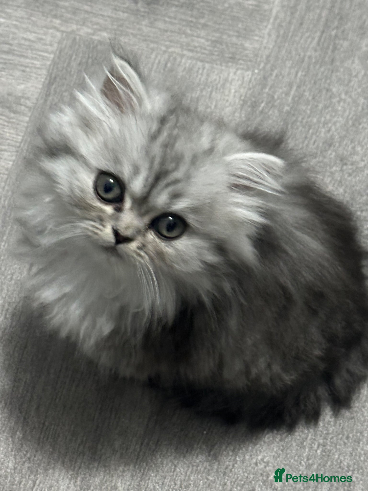 Persian cats Pure Persian long coat kitten’s - Advert 1