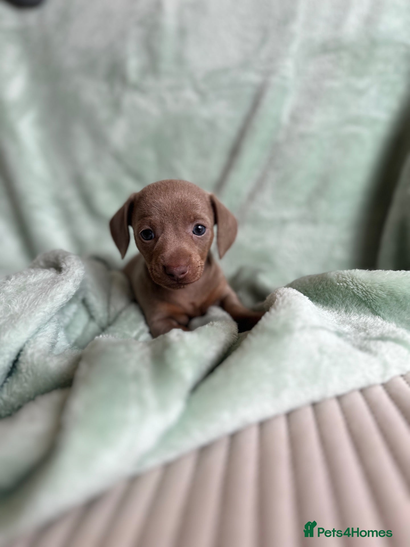 Miniature Dachshund dogs 🤍exceptional KC PRA clear🤍 - Advert 2