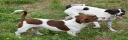 Mixed Breed dogs for adoption: Romeo in Worthing - Advert 7