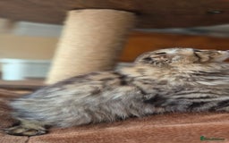 Scottish Fold cats for sale: 2 boys left! TICA registered Scottish Fold - Image 39
