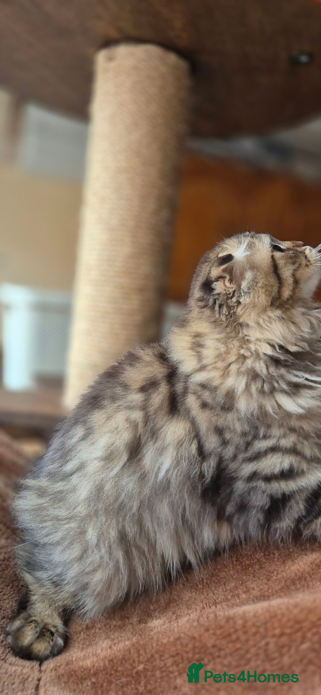 Scottish Fold cats for sale: 2 boys left! TICA registered Scottish Fold - Image 39