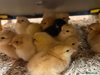 Chickens poultry Day old chicks 🐣 mixed hybrids available now - Advert 20