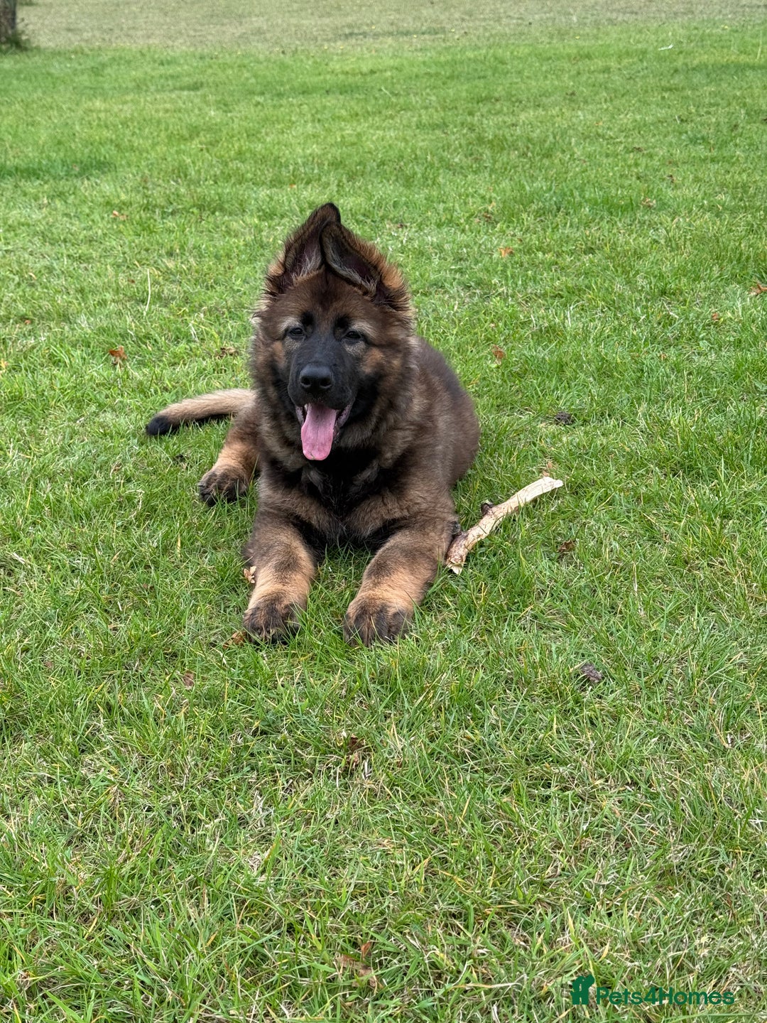 German Shepherd dogs for sale: 15 week old female German Sheppard  - Image 10