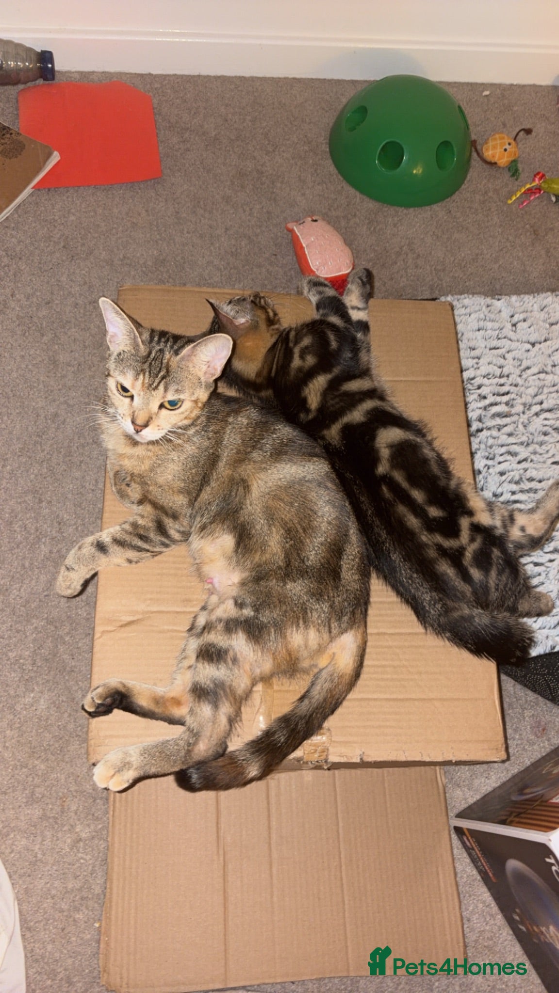 Mixed Breed cats 2 kittens.  - Advert 9