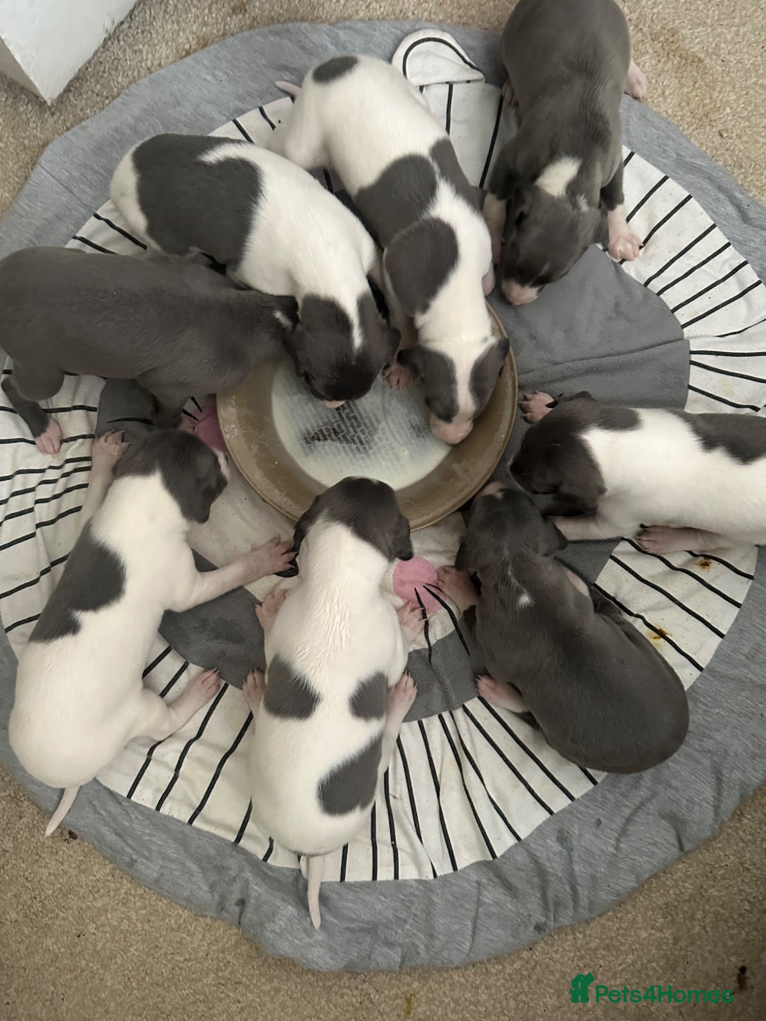 Mixed Breed dogs 8 stunning Italian greyhound x whippet puppies !!  - Advert 1