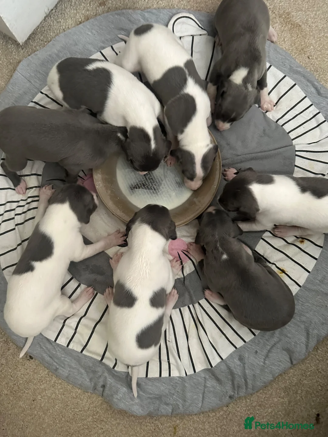 Mixed Breed dogs for sale: 8 stunning Italian greyhound x whippet puppies !!  - Advert 1