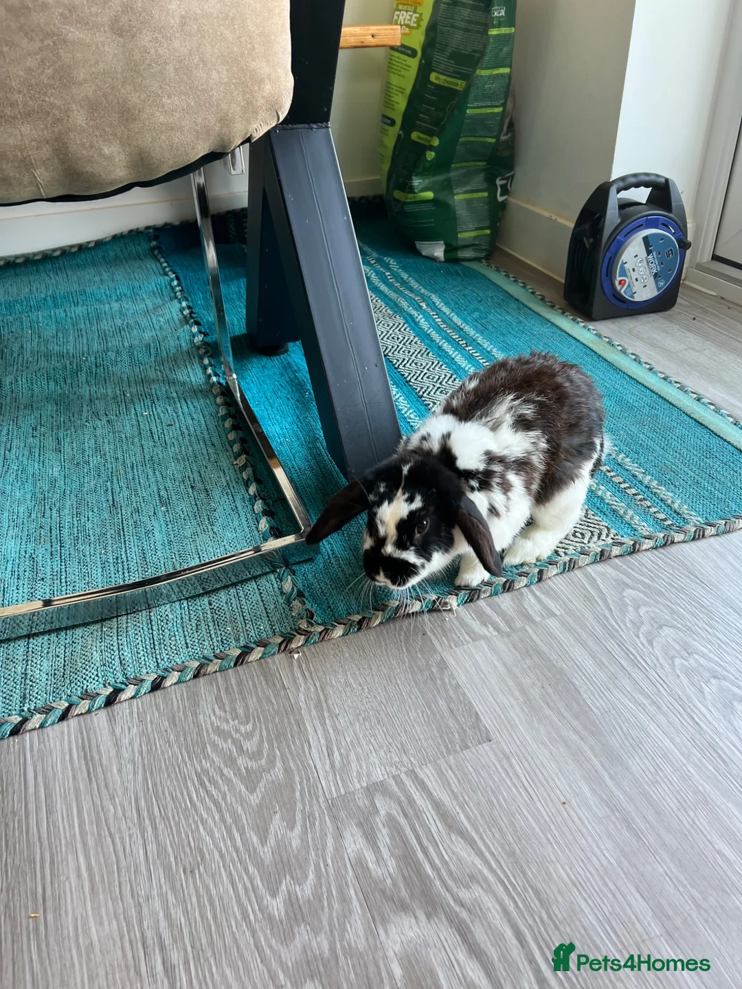 Dwarf Lop rabbits for sale: Two lovely dwarf lops in Basingstoke - Advert 2