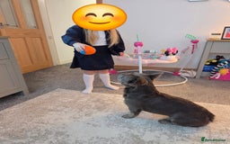 French Bulldog dogs for sale: Fluffy frenchy for rehoming - Image 4