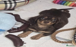 Miniature Dachshund dogs for sale: Top quality Mini long-haired dashhound, Isabella  - Image 4