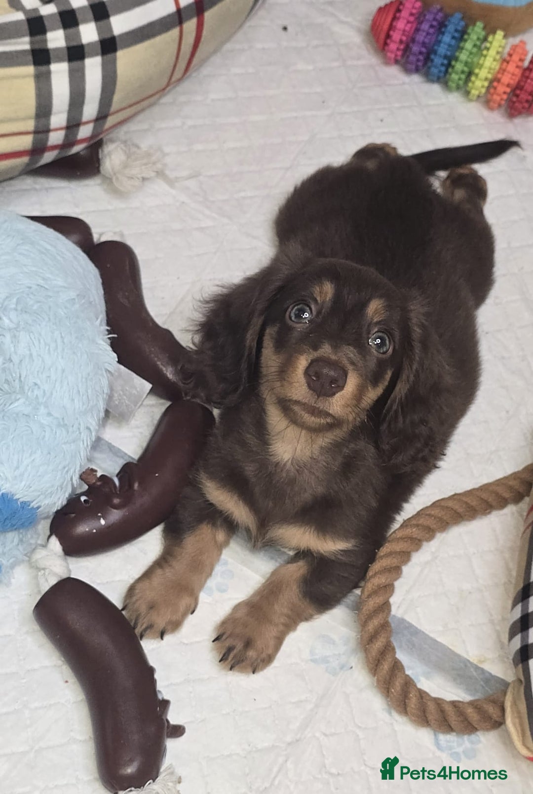 Miniature Dachshund dogs for sale: Top quality Mini long-haired dashhound, Isabella  - Image 4