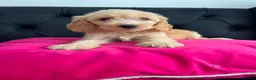 Cockapoo dogs for sale: Cockerpoo Puppies  - Advert 23