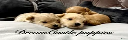 Maltipoo dogs for sale: Tiny maltipoo puppies Asian poodle dad  - Advert 12