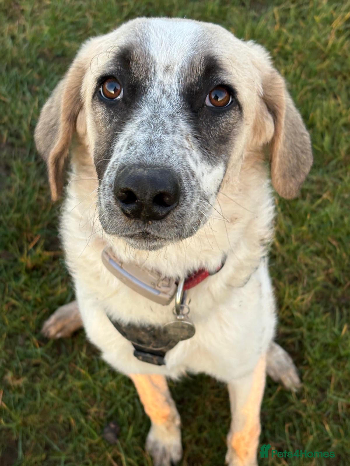 Mixed Breed dogs Amara: Beautiful Soul Seeking a Family to Love - Advert 9