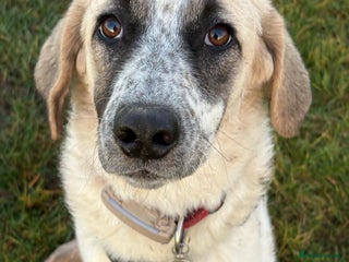 Mixed Breed dogs Amara: Beautiful Soul Seeking a Family to Love - Advert 6