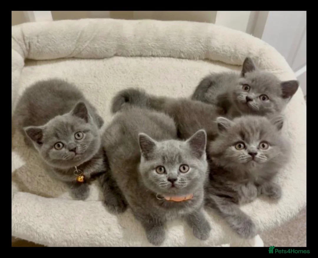 British Shorthair cats for sale: BEAUTIFUL BSH KITTENS in London - Advert 5