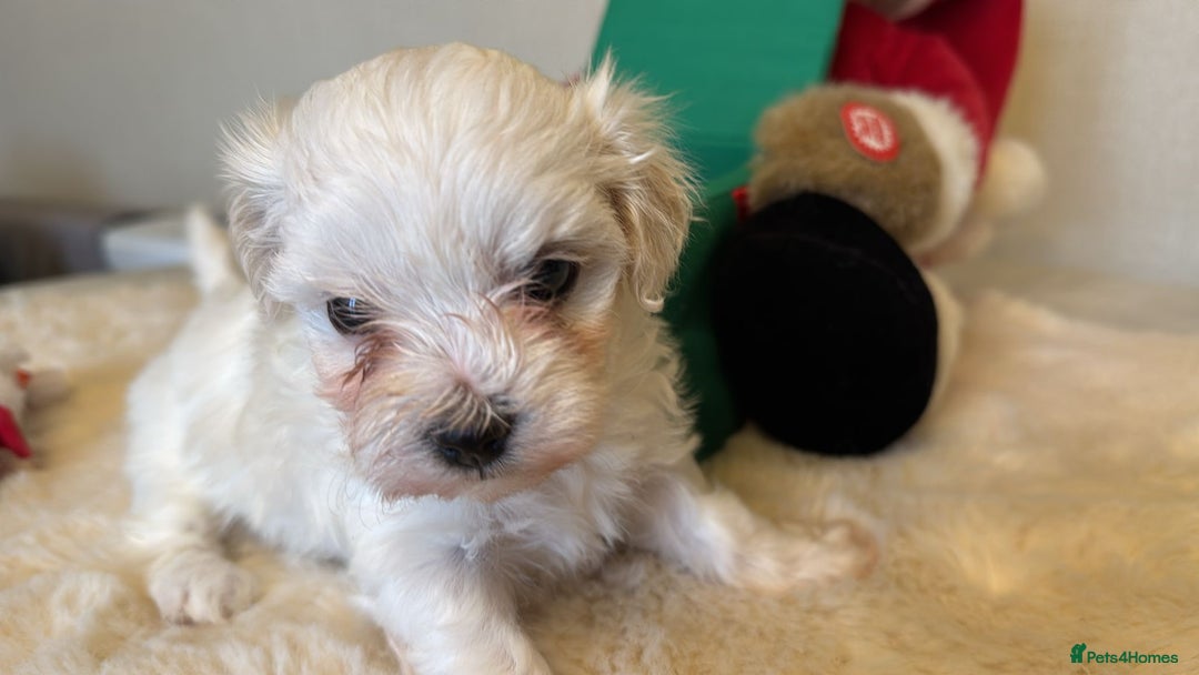 Maltipoo dogs for sale: Stunning Apricot Maltipoos  - Image 6