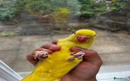 Budgerigars birds for sale: Handreared Tame Yellow Ringneck  - Image 5