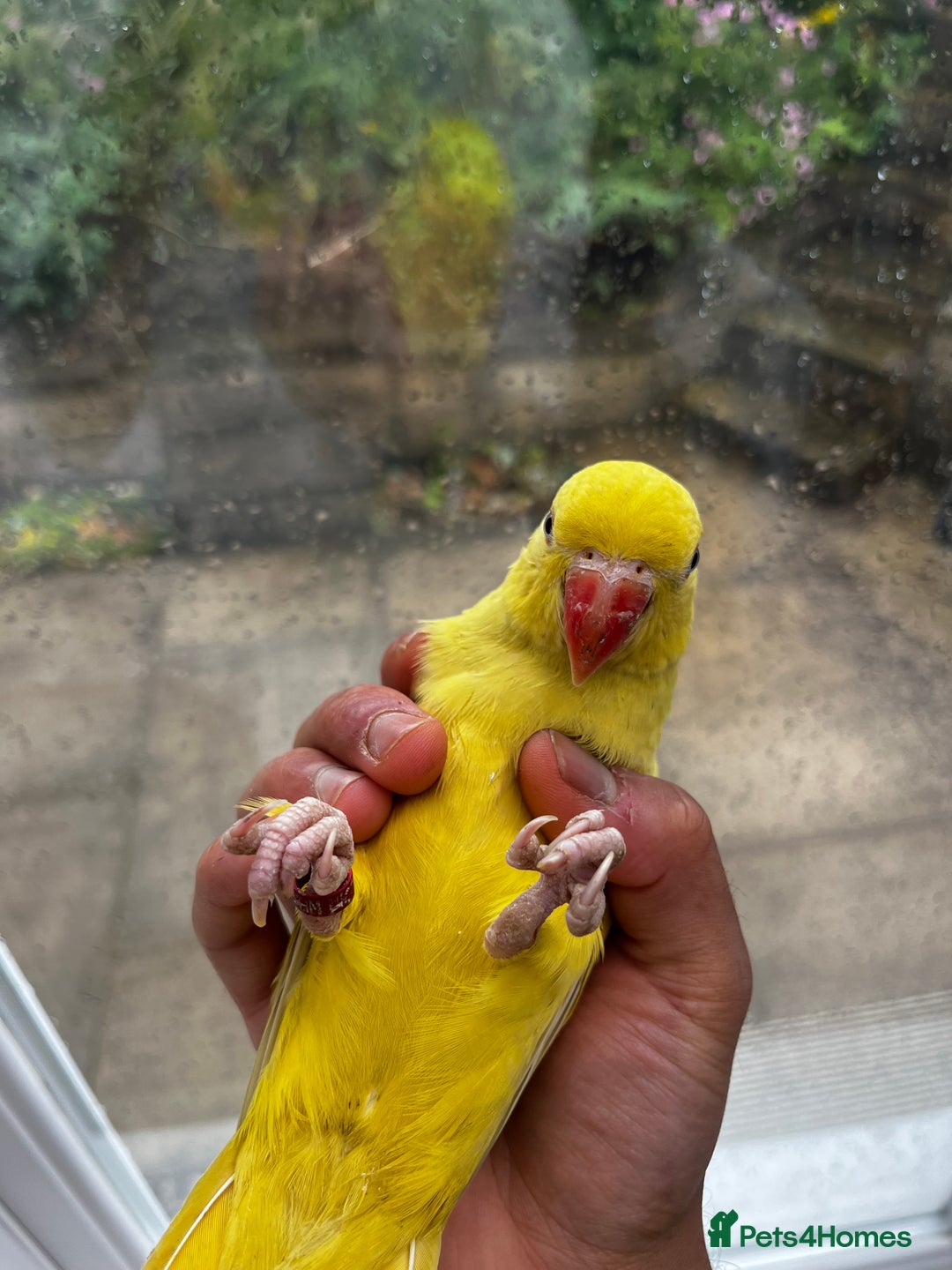 Budgerigars birds for sale: Handreared Tame Yellow Ringneck  - Image 5