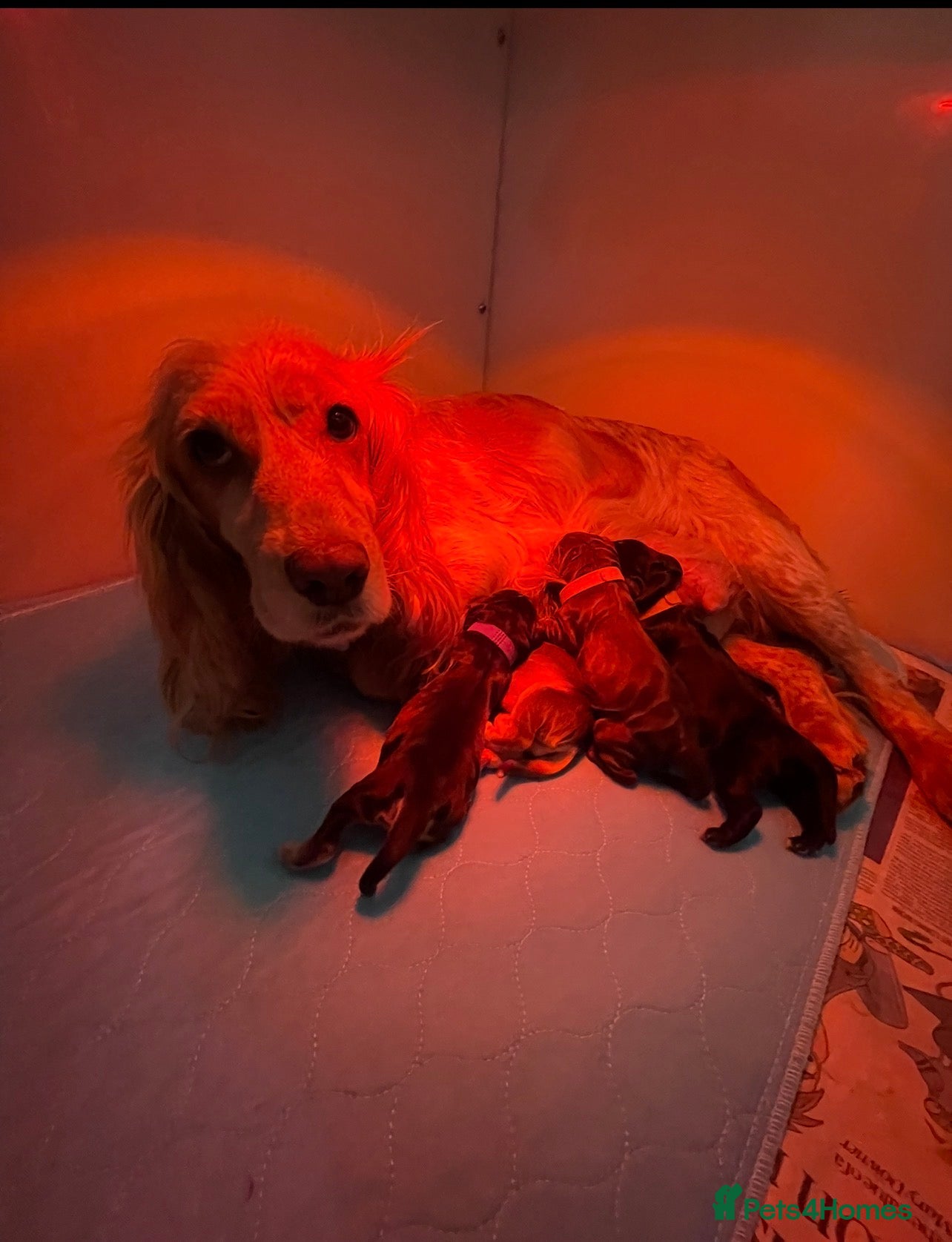 Cocker Spaniel dogs Beautiful unusual Cocker Pups - Advert 1