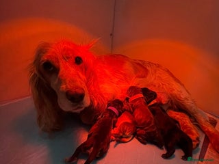 Cocker Spaniel dogs Beautiful unusual Cocker Pups - Advert 1