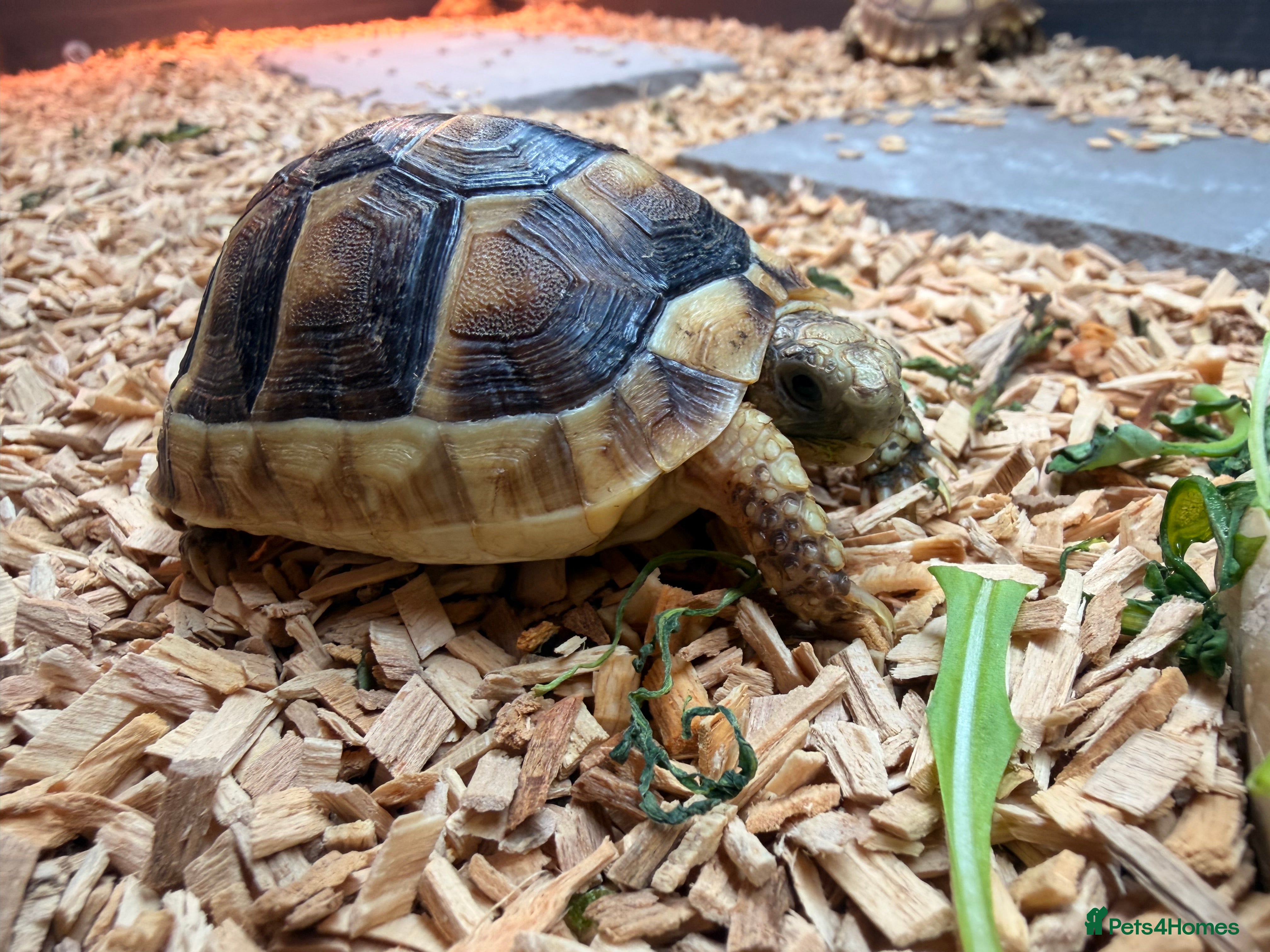 Tortoise reptiles Stunning Sulcata Tortoises for Sale – 8 Months Old - Advert 12