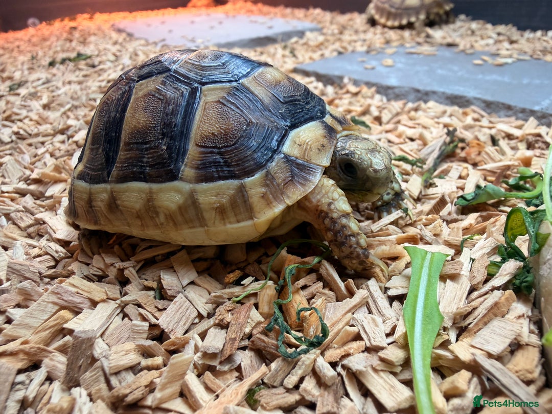 Tortoise reptiles for sale: Stunning Sulcata Tortoises for Sale – 8 Months Old - Advert 1