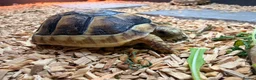 Tortoise reptiles for sale: Stunning Sulcata Tortoises for Sale – 8 Months Old - Advert 1