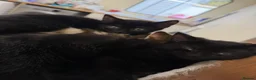 Domestic Shorthair cats for sale: 2 black kittens  - Advert 4