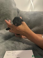 Mixed Breed dogs - Advert 8