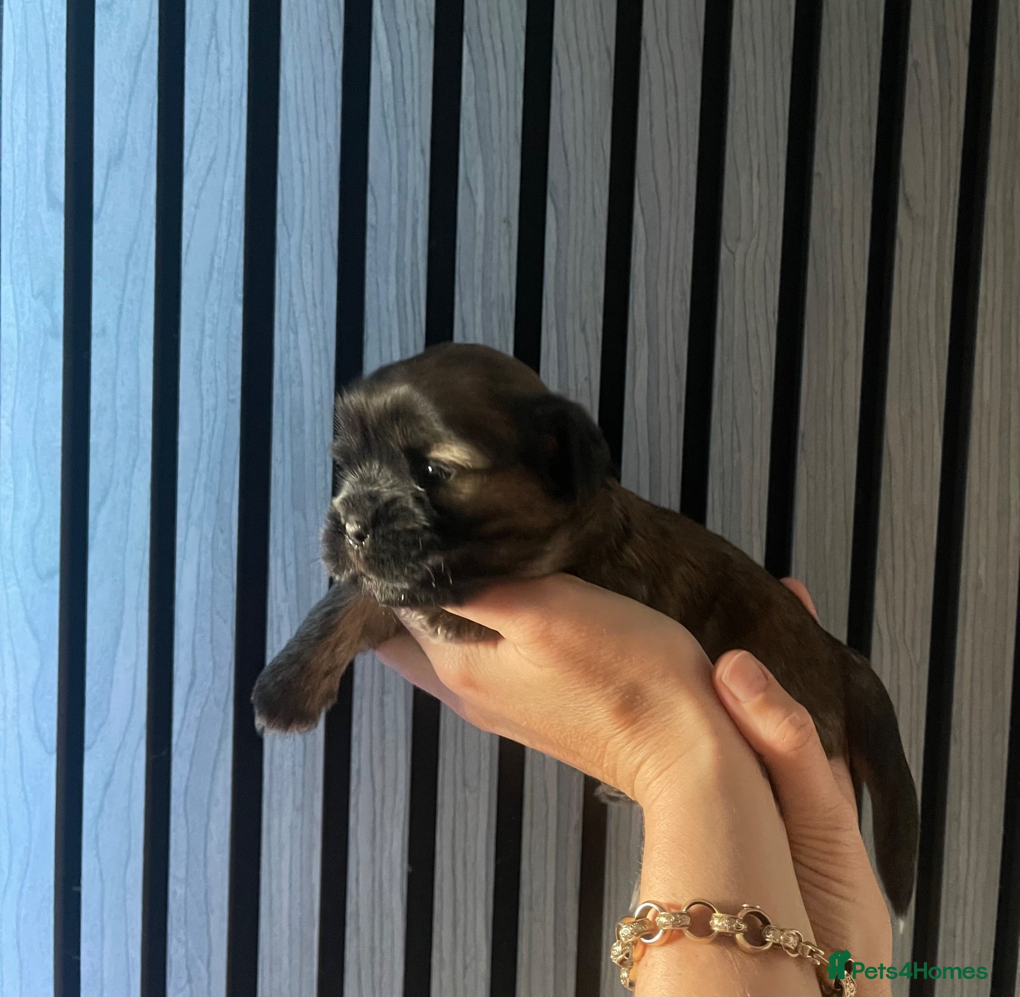Mixed Breed dogs Shih Tzu x Maltese puppies  - Advert 16