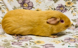 Guinea Pig rodents for sale: Pair of adult retired breeding females  - Image 2