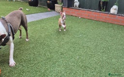 Boston Terrier dogs for sale: KC Reg female Boston Terrier Puppy  in Bristol - Image 16