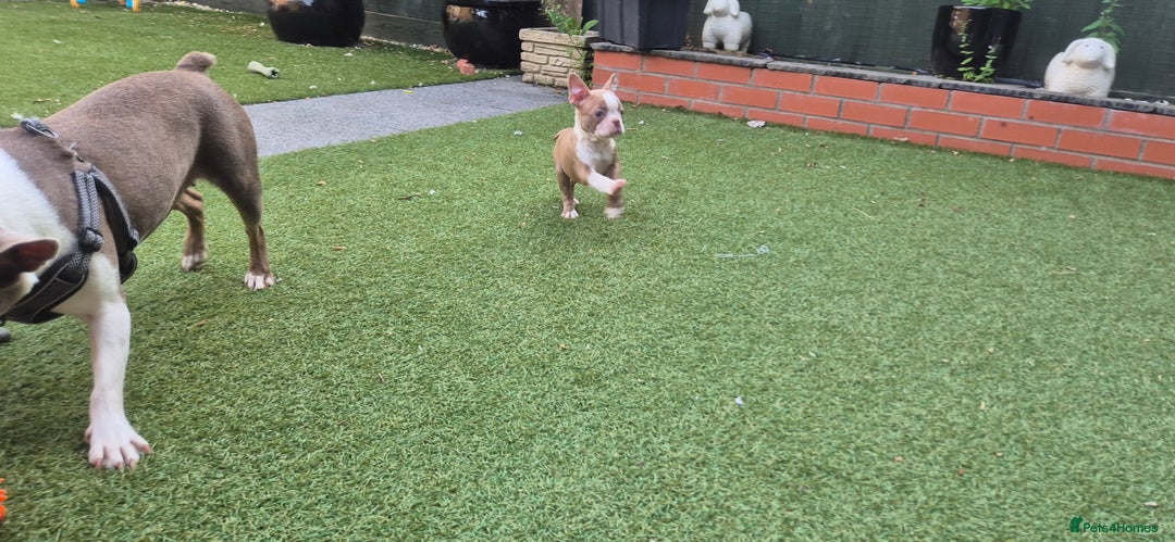 Boston Terrier dogs for sale: KC Reg female Boston Terrier Puppy  in Bristol - Image 16