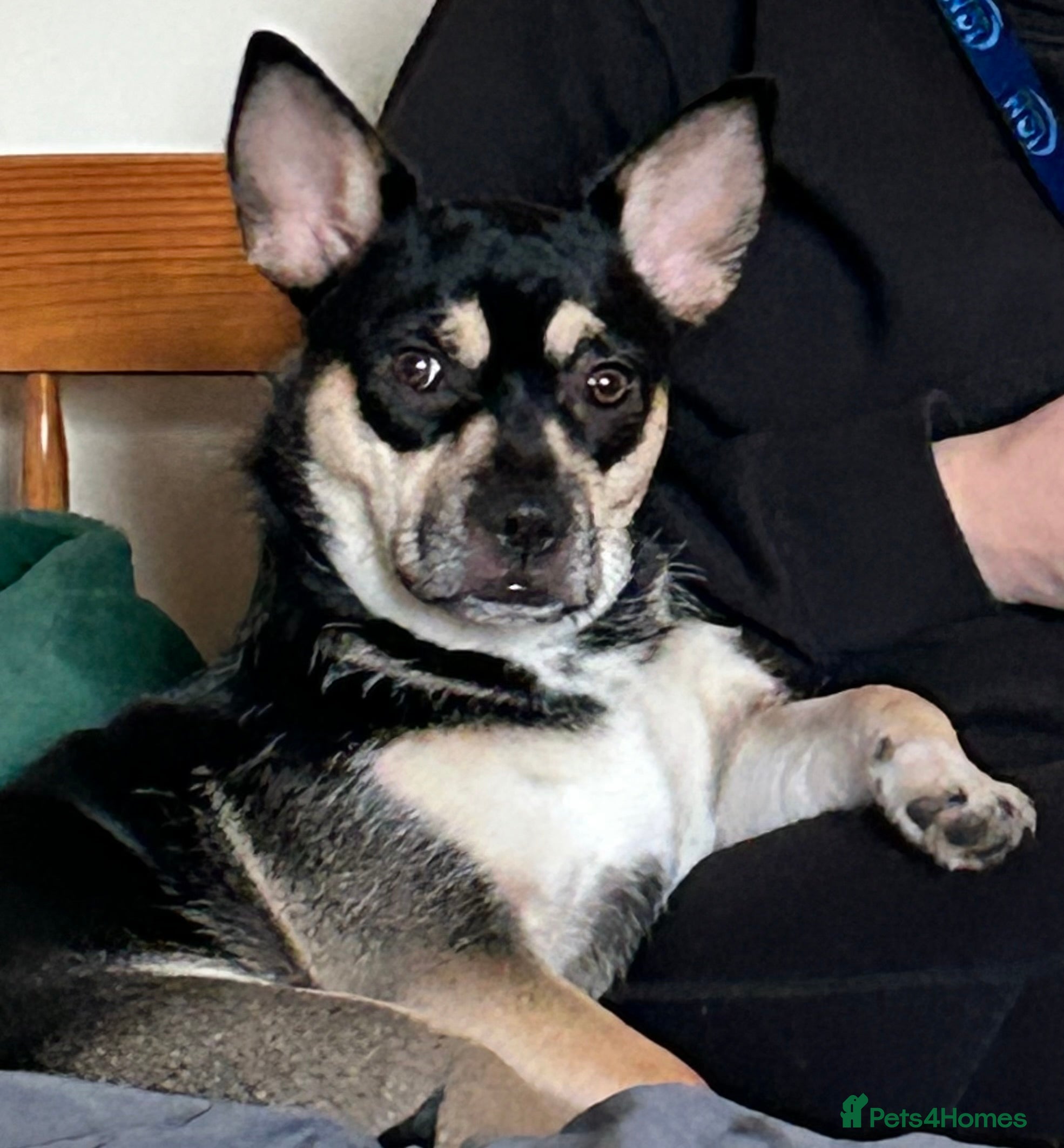 Mixed Breed dogs 10 mth old female Jack Russell/ Husky for sale - Advert 2