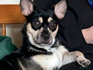 Mixed Breed dogs 10 mth old female Jack Russell/ Husky for sale - Advert 13