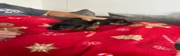 Mixed Breed dogs for sale: Dachshund v border terrier  in London - Advert 3