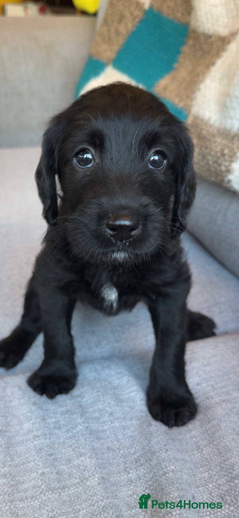 Labradoodle dogs Now reduced!  Female Labrador x poodle  - Advert 6