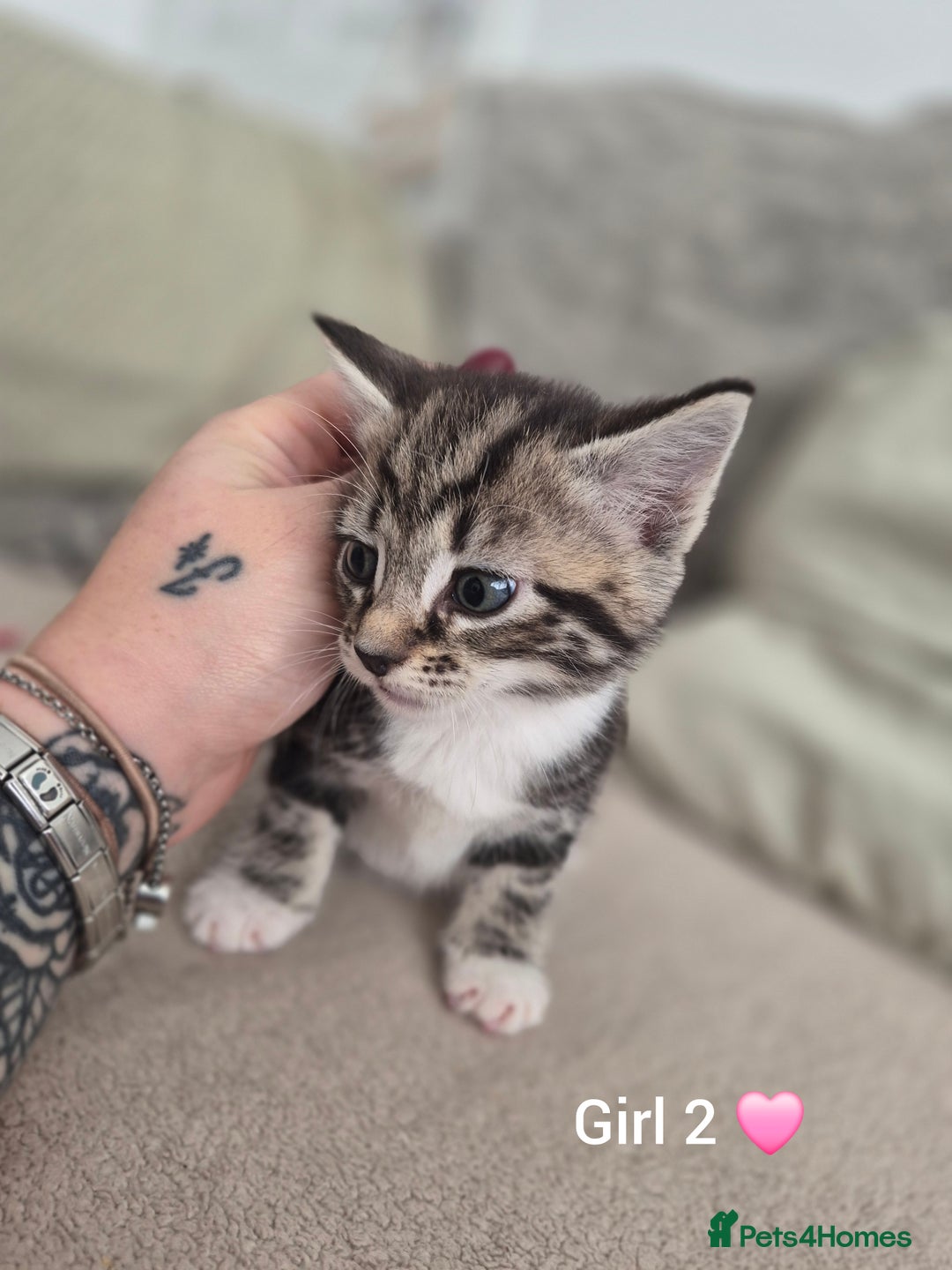 Mixed Breed cats for sale: Beautiful grey and tabby kittens  - Advert 12