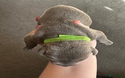 Staffordshire Bull Terrier dogs for sale: Quality Blue Staffies - Image 9