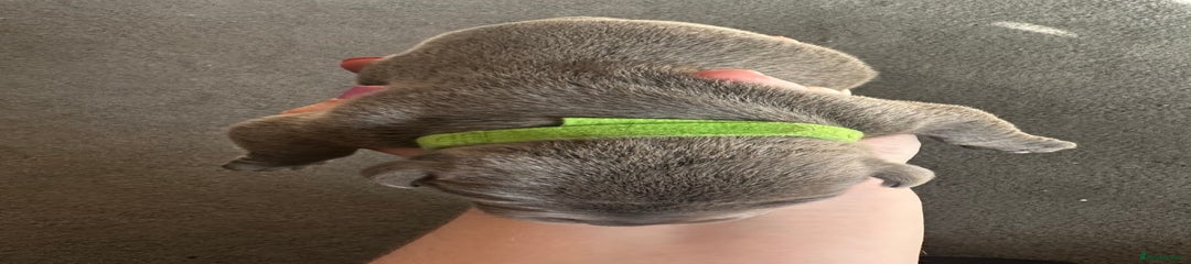 Staffordshire Bull Terrier Puppy 1 (Green) 