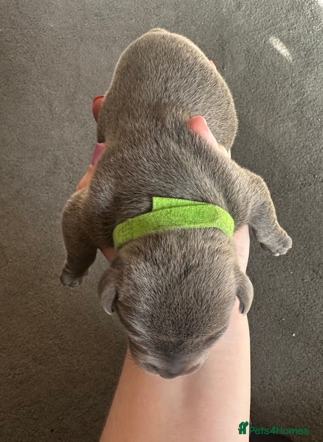 Staffordshire Bull Terrier dogs for sale: Quality Blue Staffies - Image 9