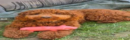 Cockapoo dogs for sale: 1-Year-Old Cockapoo Looking for His Forever Home in Norwich - Advert 8