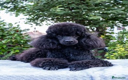 Miniature Poodle dogs for sale: Meet Joe Black - the perfect Miniature Poodle - Image 1